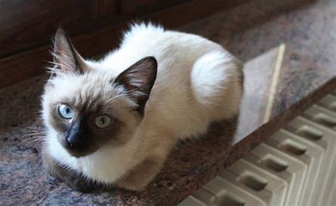 Siamese Ragdoll Cat Mix - Do You Want To Know About Ragdoll Siamese Mix ...