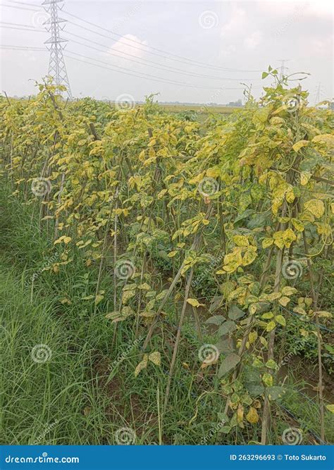 Long Bean Plants Turn Yellow Due To Lack of Water Stock Image - Image ...