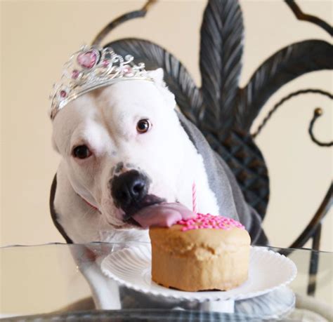 Dog Eating Cake Meme | knowtoefl