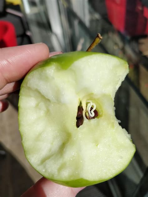 The pip in my apple had started to germinate : r/mildlyinteresting