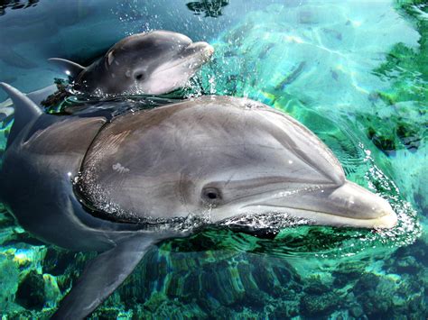 Dreaming About Dolphins: Meaning and considerations that you should have