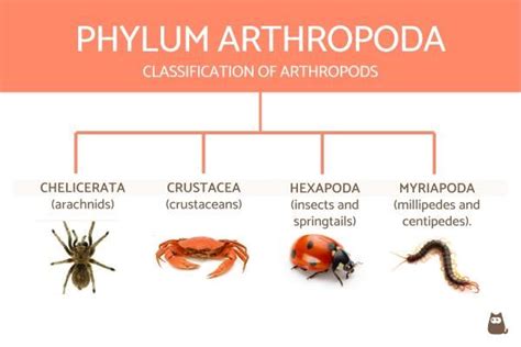 Classification of Invertebrates Chart With Definitions and Examples | Invertebrates ...