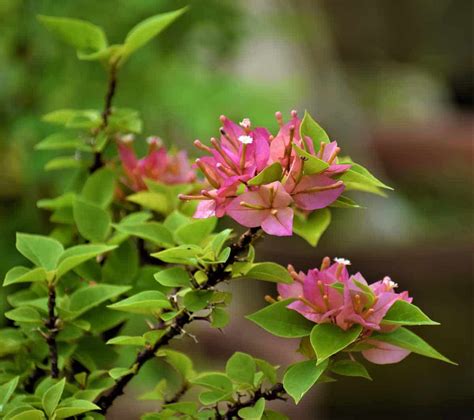 Bougainvillea Pink Pixie Plant - Nestreeo.com