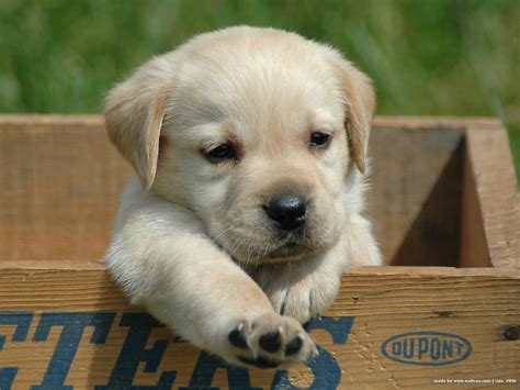 Cute Labrador Retriever puppy photo and wallpaper. Beautiful Cute Labrador Retriever puppy pictures