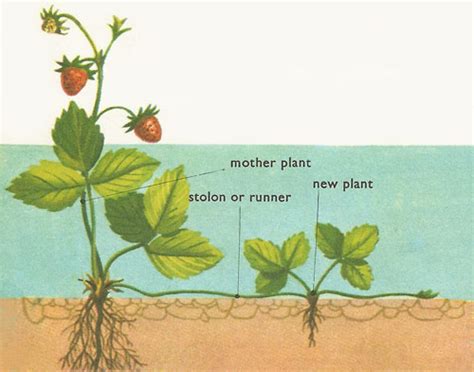 Is stolon a synonym for runner in plants? | Socratic