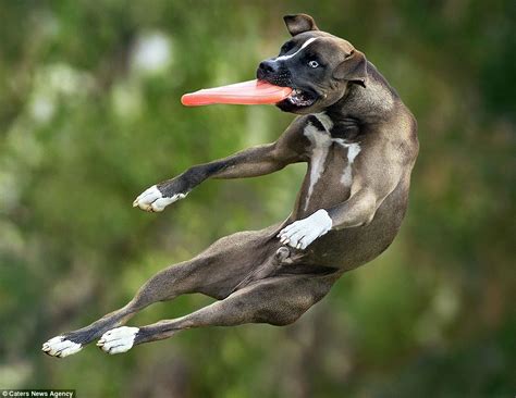 PsBattle: Leaping dog + Frisbee : r/photoshopbattles