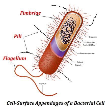 Extracellular Structure of Bacteria | EasyBiologyClass