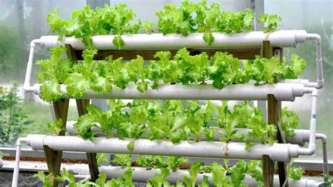 22 Disadvantages And Advantages Of Hydroponics (Must Know!) | Plants Heaven