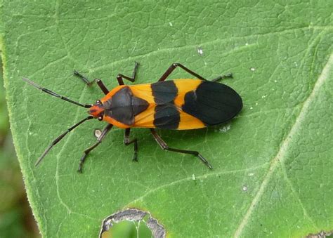 Insect Identification in the Pests and Diseases forum - Garden.org