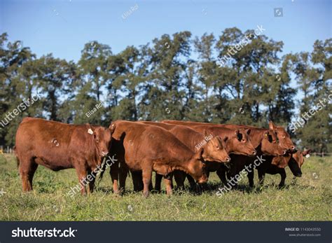 Angus Cattle Farming Stock Photo 1143043550 | Shutterstock