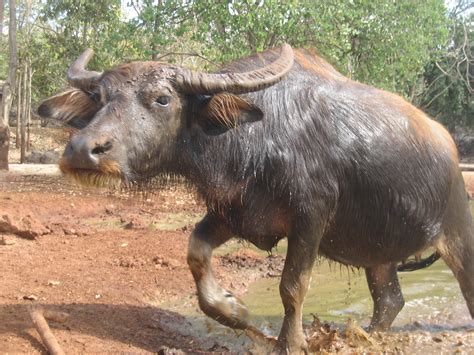 File:Tiger Temple Water Buffalo.jpg - Wikipedia