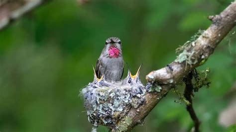 How To Make A Hummingbird Nesting Platform – Hummingbirds Info