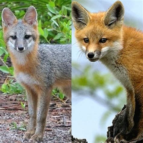 Wildlife With Ali: Florida Foxes | Osprey Observer