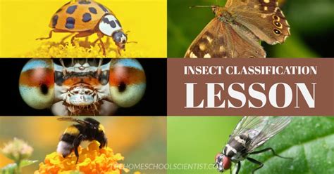 Insect Classification Lesson {plus a printable!} - The Homeschool Scientist