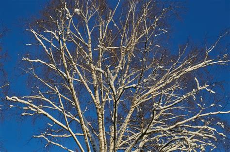 White Birch Tree Snow in Winter Clear Blue Sky. Stock Photo - Image of fluffy, freedom: 302328910