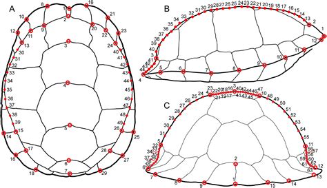 Turtle shells help decode complex links between modern, fossil species – Research News