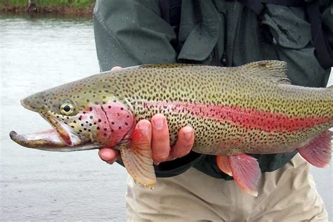 best-alaska-trout-fishing - Alaska Fly Fishing Trips