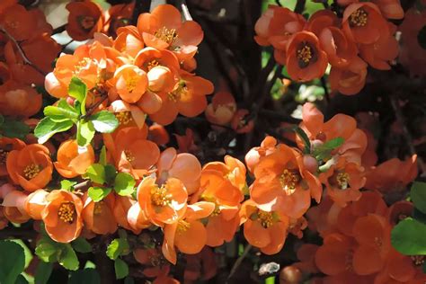 8 Orange Flowering Shrubs (with Pictures) - Plantglossary