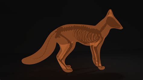 ArtStation - Fox skeleton