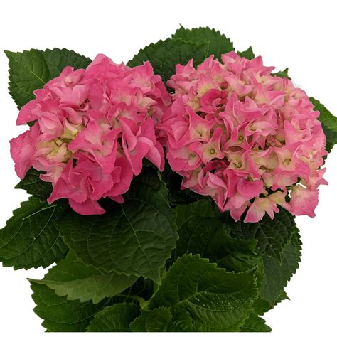 Pink Shades Hydrangea - 4" Pot - Enjoy Inside then Plant Outside - Walmart.com - Walmart.com