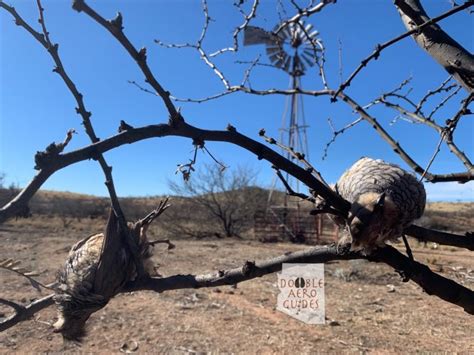 Arizona Quail Guide 2020/21 Season with Double Aero Guides