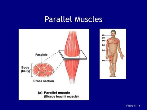 PPT - Chapter 11: The Muscular System Biol 141 A&P PowerPoint Presentation - ID:58782