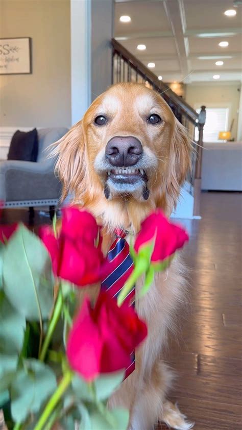 AGuyandAGolden on Instagram: "My dog tried online dating! #dog # ...