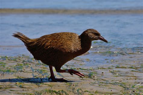 Where to See Wildlife in New Zealand