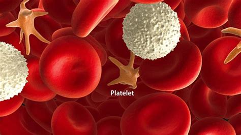 Main Causes of Low Platelet Count – Entirely Health