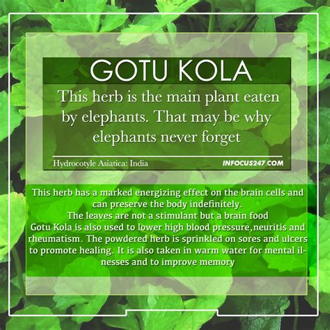 What Are The Benefits Of Gotu Kola