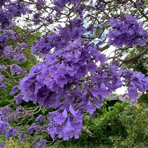 Blue Jacaranda Tree 25 Seeds : Amazon.ca: Patio, Lawn & Garden