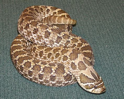 Plains Hognose Snake (Heterodon nasicus) - Jewel Cave National Monument (U.S. National Park Service)