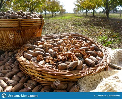 Nut Producers, Pecan Variety, First Harvest of the Year. Walnut Trees Stock Photo - Image of ...