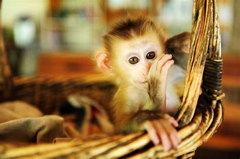 7 Kinds of Monkeys That Can Be Kept as Pets