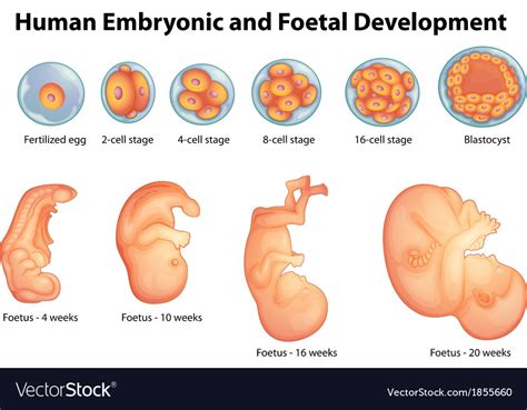 Stages in human embryonic development Royalty Free Vector