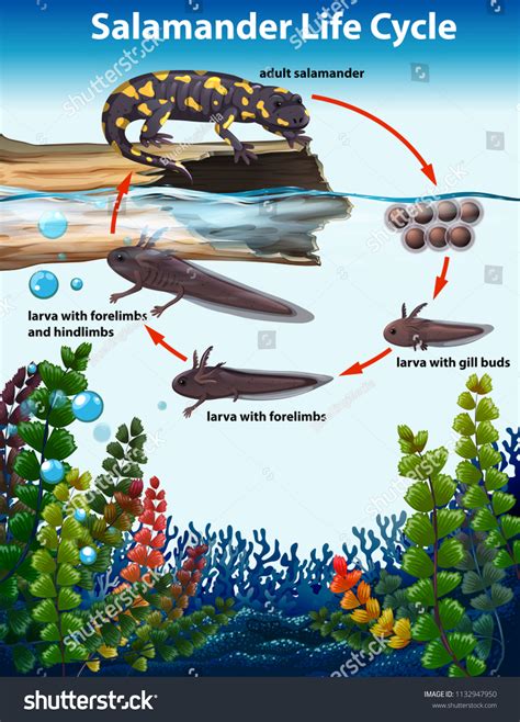 Salamander Life Cycle Concept Illustration Stock Vector (Royalty Free) 1132947950 | Shutterstock