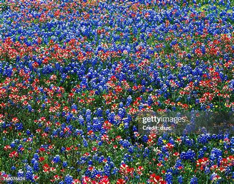 157 Bluebonnets And Indian Paintbrushes Stock Photos, High-Res Pictures ...