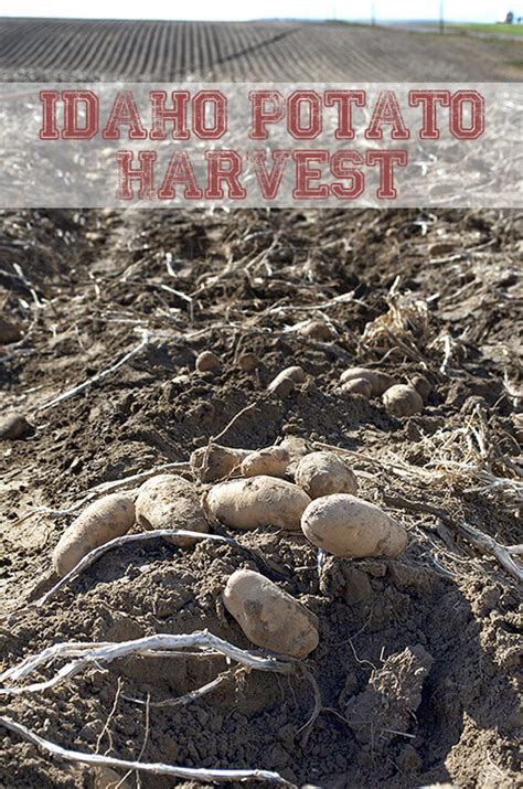 Idaho Potato Harvest Tour 2014 #IdahoHarvest - Family Spice