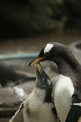 Gentoo Penguin Chicks | Lesley4444 | Flickr