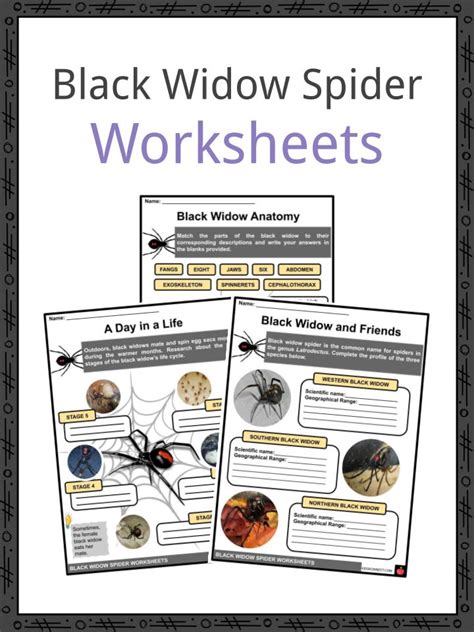 Black Widow Spider Facts, Worksheets & Taxonomy For Kids