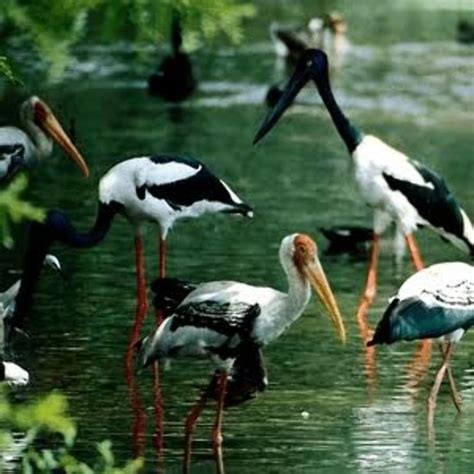 Kanwar Lake Bird Sanctuary , begusarai, India - Top Attractions, Things to Do & Activities in ...