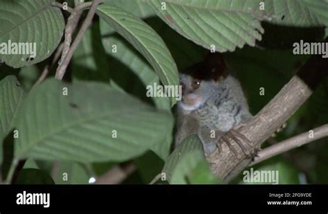 Siau Island Tarsier sit in dense rainforest tree looking around Stock Video Footage - Alamy