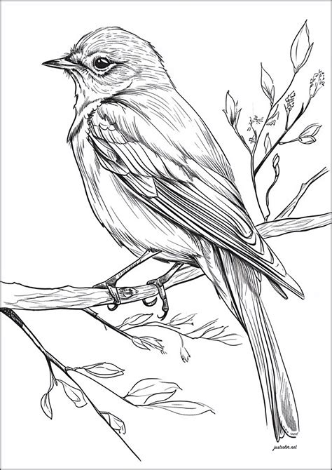 Realistic drawing of a bird on a branch - Birds Adult Coloring Pages