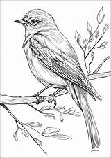 Realistic Drawing Of A Bird On Branch  Coloring Pages For Adults sketch template