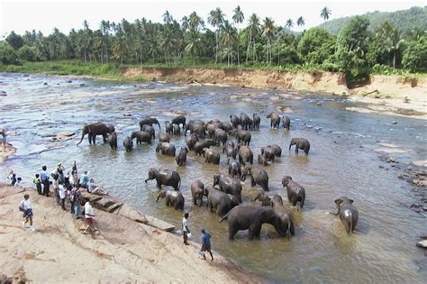 Pinnawala Elephant Orphanage Bathing – Sri Lanka - Amb Social