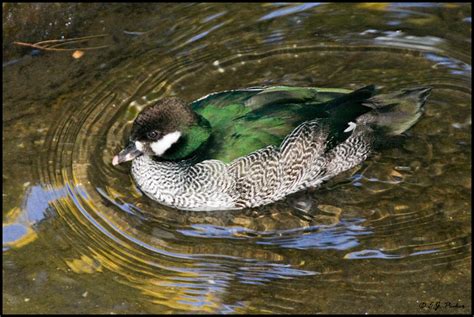 Green Pygmy-goose Page