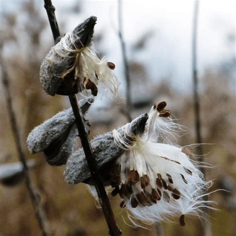 Milkweed - Fruition Seeds