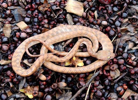 Brown Tree Snake | Central QLD Coast Landcare Network