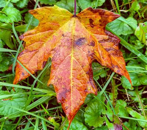 Orange Leaf, autumn, colored leaves, fall, foliage, leaves, HD ...