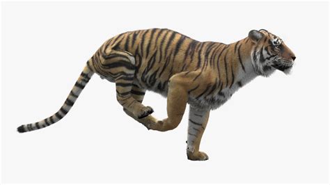 3D Tiger Animated model — Missset